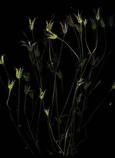 some very pretty flowers in the dark with no leaves on one side and green stems to the other