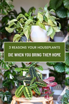 It's not you it's them lol! There's a lot that can go wrong when caring for houseplants. Learn If your doing something wrong here! Chicken Coop Large, Elephant Ear Plant, Popular Hobbies, Bring Them Home, Elephant Ears, Fiddle Leaf, Fiddle Leaf Fig, Doing Something