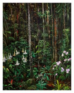 an image of a forest with orchids and other plants in it's natural habitat