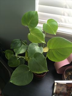 a potted plant sitting on top of a table next to a window sill