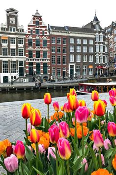 many colorful flowers are in front of some buildings