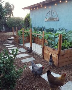 several chickens are walking around in the yard near a fence and garden planter box