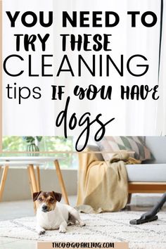 a dog is sitting on the floor in front of a window with text that reads, you need to try these cleaning tips if you have dogs