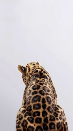 the back end of a giraffe's head against a white sky background