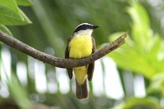 a small yellow and black bird perched on a tree branch