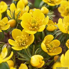 yellow flowers are blooming in the garden