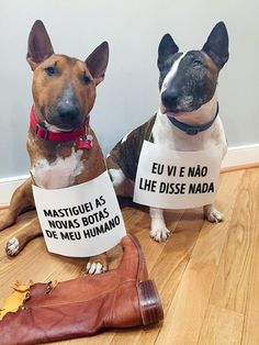 two dogs sitting next to each other holding signs