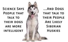 a husky dog sitting in front of a white background with the words science says people that talk to their dogs are more intelligent