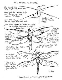 how to draw a dragonfly with different wings and body parts, from the book