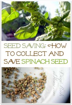 seed saving how to collect and save spinach seeds