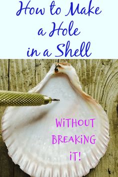 a shell with the words how to make a hole in a shell without breaking it