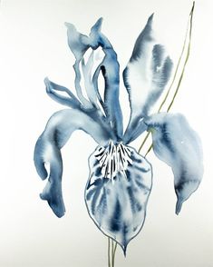 a watercolor painting of a blue flower on a white background with the petals still attached