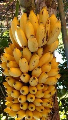 a bunch of bananas hanging from a tree