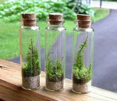 three glass bottles filled with plants and sand