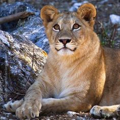 a close up of a lion laying on the ground