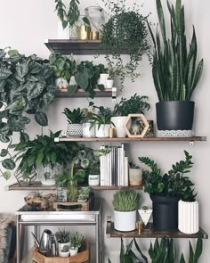 some plants and books on shelves in a room