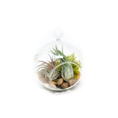 an air plant in a glass bowl filled with rocks and moss on a white background