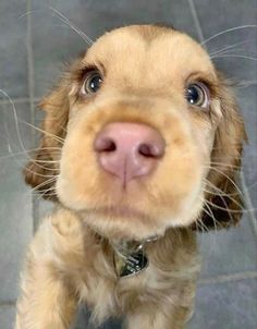 a small brown dog standing on top of a tile floor