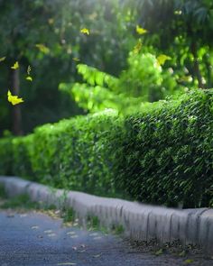 a hedge along the side of a road with trees in the background and sunlight shining on it