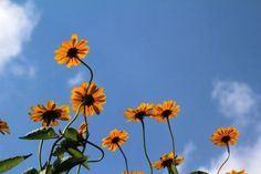 sunflowers are blooming in the blue sky