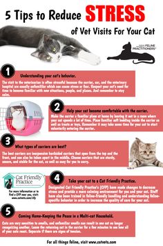 Cat Health Care, Pete Davidson, Cat Help, Cat Training