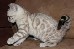 a small kitten sitting on top of a couch