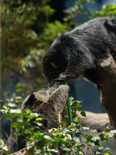 a black bear eating leaves from a tree