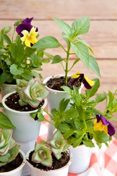 there are many potted plants that are on the table and one is purple, yellow and white