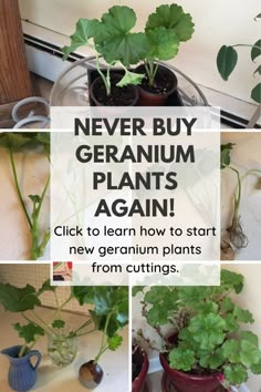 there are many different plants in pots on the counter and below them is a sign that says, never buy geranium plants again click to learn how to start new geranium plants from cuttings