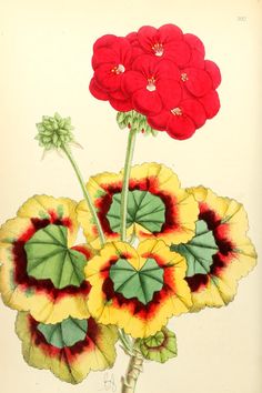 two red and yellow flowers with green leaves