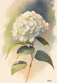 Flower Art Print, Watercolor Flower Art, 수채화 그림, Watercolor Flowers Paintings, Botanical Watercolor, White Hydrangea, Flower Prints Art, Hydrangea Flower, Watercolor Inspiration