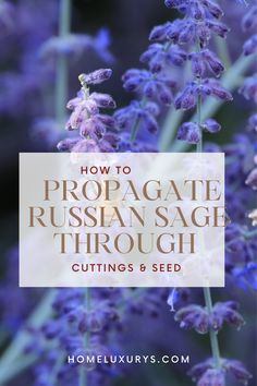 purple flowers with the words how to propagate russian sage through cuttings and seed