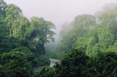 a river surrounded by lush green trees and fog