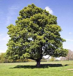 a large green tree sitting in the middle of a lush green field with blue skies