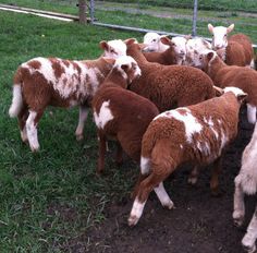 a herd of brown and white sheep standing on top of a grass covered field next to a fence