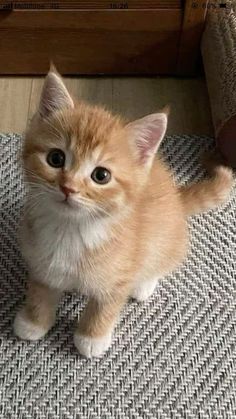 an orange and white kitten sitting on top of a rug