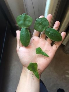 several green bugs are sitting on the palm of someone's hand in front of a window