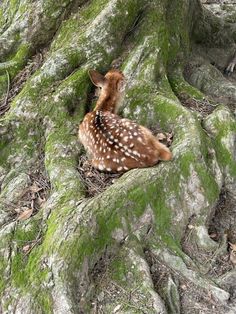 a baby deer is sitting in the middle of some mossy trees and leaves on the ground