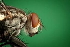 a close up view of a fly's head with its mouth open on a green background