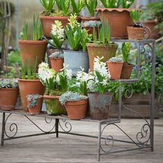 many potted plants are arranged on a metal stand