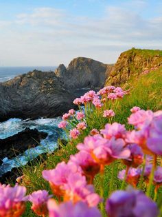 pink flowers growing on the side of a cliff next to the ocean with cliffs in the background