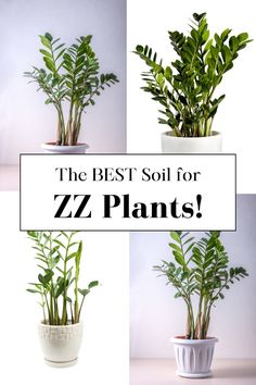 the best soil for zz plants