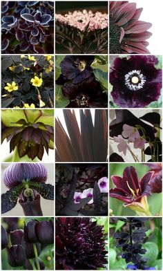 many different types of flowers are shown in this collage, including purples and yellows