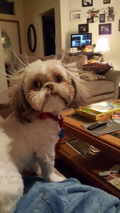 a small dog sitting on top of a couch