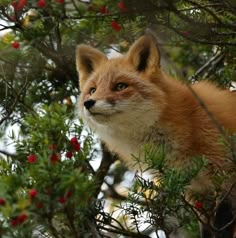 a red fox sitting in a tree with berries on it's branches and looking at the camera