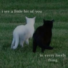 two black and white cats standing on top of a grass covered field with the words, i see a little bit of you in every lovely thing