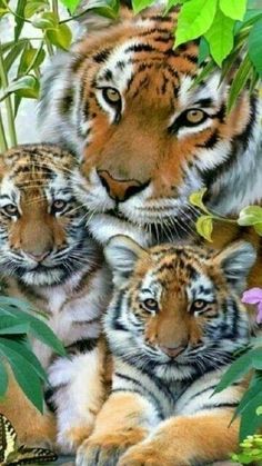 three tiger cubs are sitting in the grass and some plants, one is looking at the camera