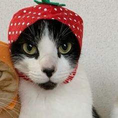 a black and white cat wearing a strawberry hat next to a brown tabby cat