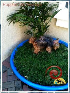 a small dog laying in the grass next to a potted plant on top of a lawn