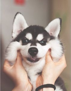 a woman holding a husky puppy up to her face